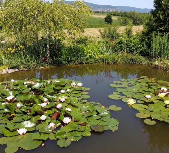 Privát éden - kerti tó a Szérűskerti Arborétumban